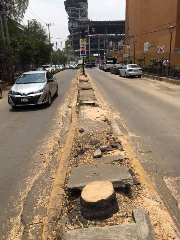 Condena Diputado tala ilegal de 60 árboles en camellón de Coyoacán -  ContraRéplica - Noticias