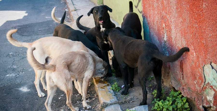 México Primer Lugar De Latinoamérica Con Perros Callejeros