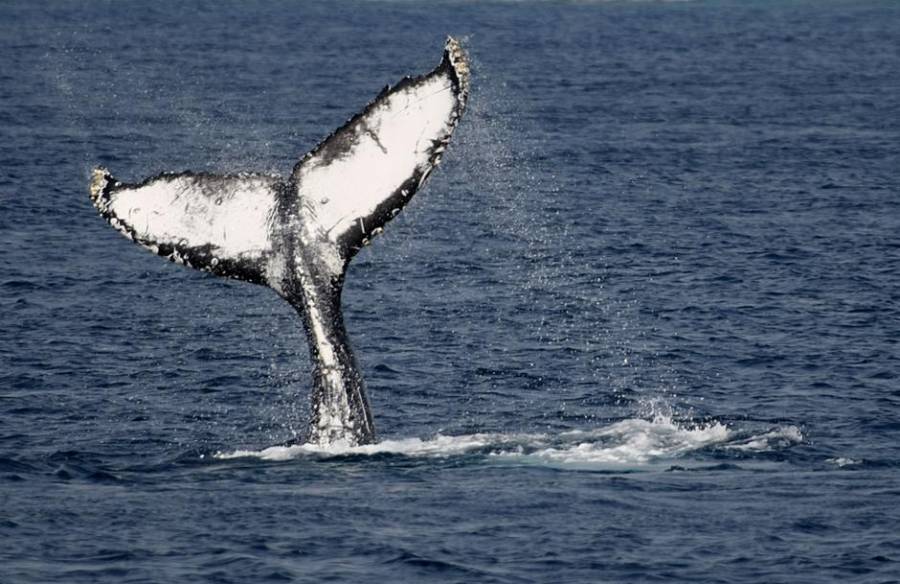 VIDEO: Ballena en bahía de Acapulco por ausencia de gente