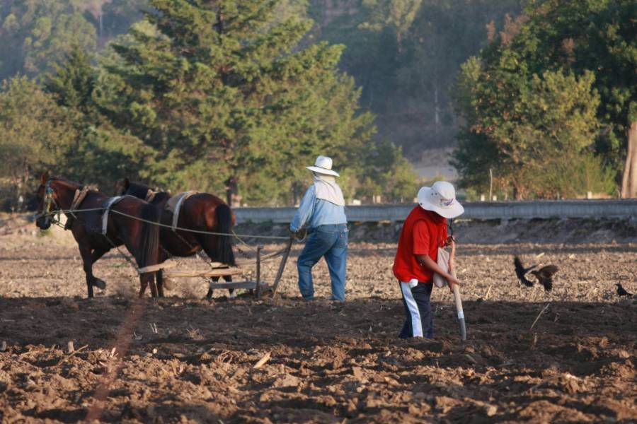 Comienza siembra de maíz para ciclo agrícola primavera-verano