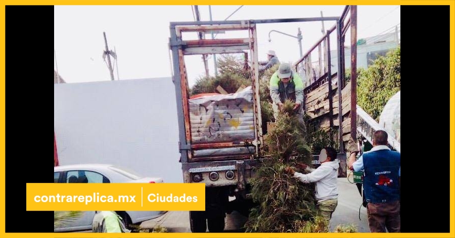 They ask to recycle and not throw Christmas trees on the street – ContraRéplica