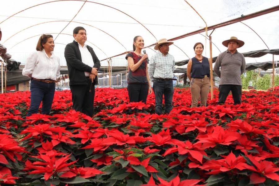 Sheinbaum anuncia temporada de Flor de Nochebuena en Xochimilco, invita a  adquirir este bello producto - ContraRéplica - Noticias