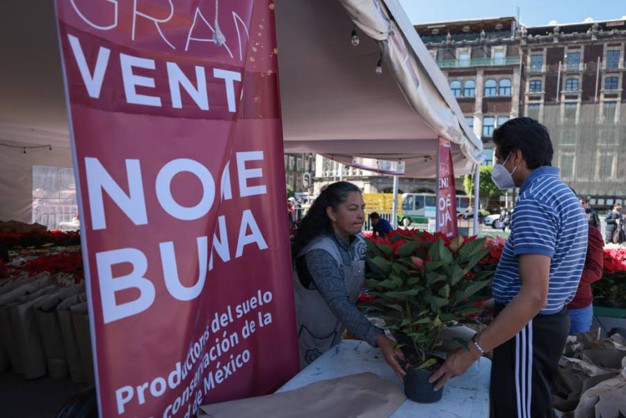 Realizan productores de Xochimilco gran venta de flor de nochebuena en el  Zócalo Capitalino - ContraRéplica - Noticias