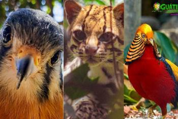Denuncian robo de animales exóticos en Zoológico de Boyacá