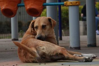 Pristina lanza iniciativa para adopción de perros callejeros con incentivos económicos