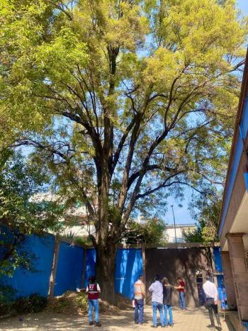 'Eugenio', un árbol de 150 años es declarado Patrimonio Natural y Cultural de la Ciudad de México para evitar su tala