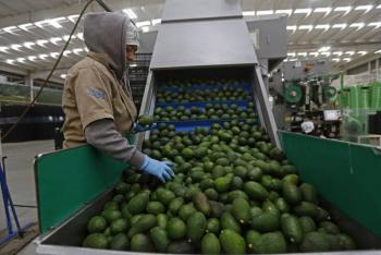 Michoacán reinicia la certificación de aguacate y mango para la exportación a EEUU