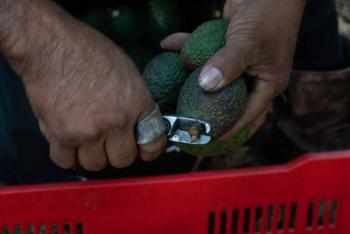 Estados Unidos levanta veto comercial al aguacate y mango Michoacános