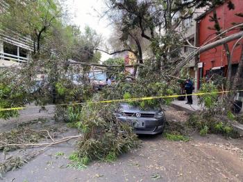 Lluvias tiran árboles en alcaldías de la CDMX