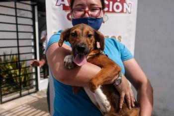 Habrá jornada de adopción de mascotas en Bogotá