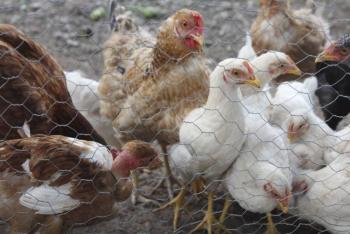 Concluye Agricultura emergencia sanitaria por influenza aviar AH5N1