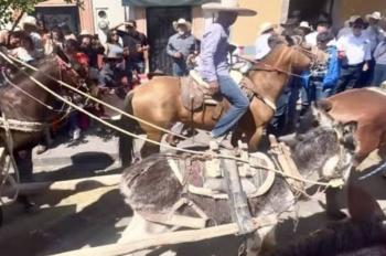 Diputada Fuensanta Guerrero lleva a la Cámara de Diputados caso de maltrato a burrito durante feria en Jerez